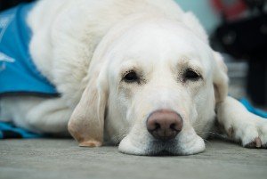 'Guide Dogs'  Publishes Guidance for Transport Providers and Businesses